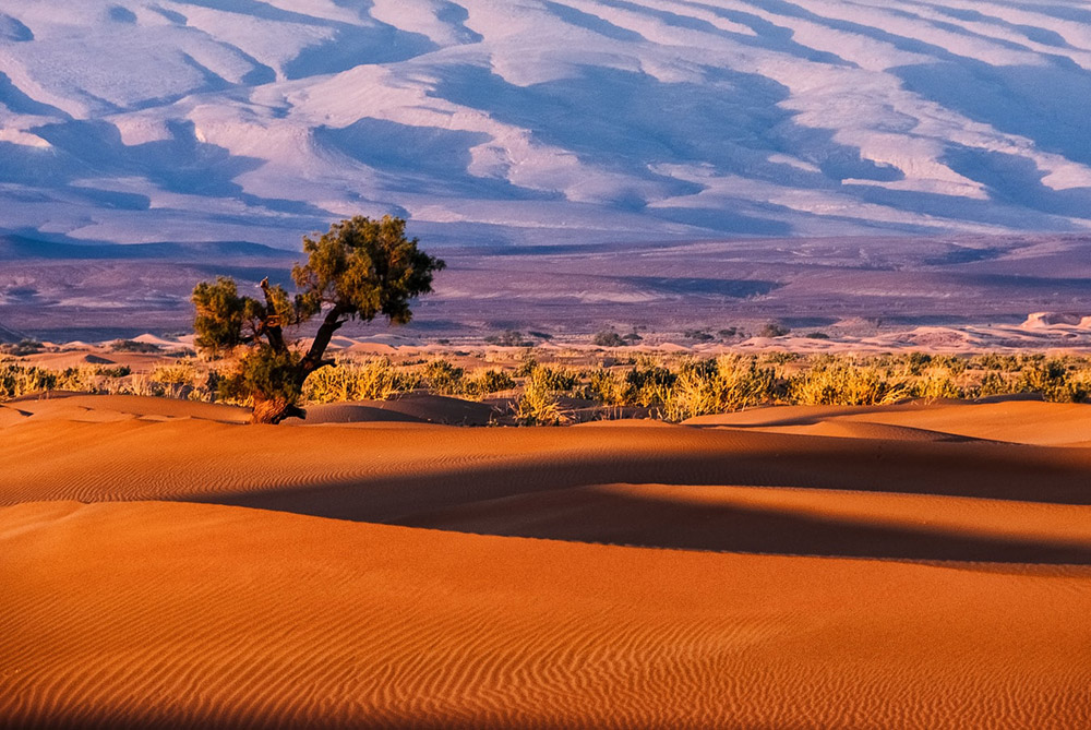 Acacia solitaire et dunes dorées face à l'Atlas